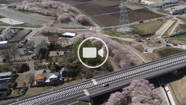 五霞町おすすめスポットの圏央道両側桜の空撮観光動画