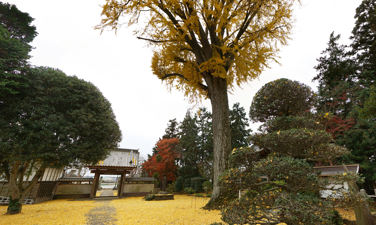 茨城県境町の妙安寺の大銀杏黄葉VRツアー