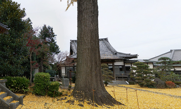 境町の妙安寺の大銀杏