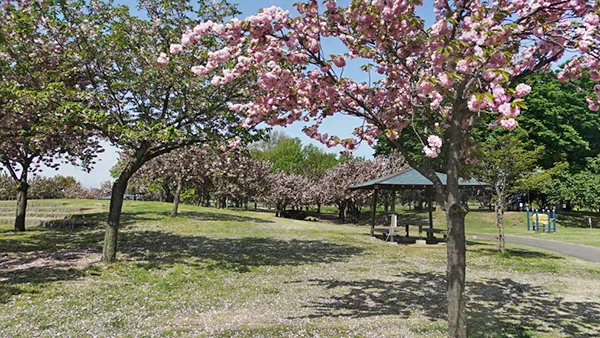 茨城県境町の八重桜名所：さくらの森パーク