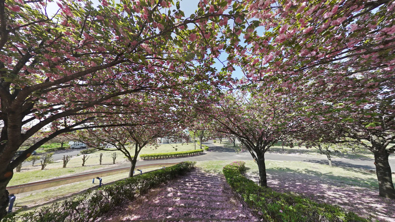 境町のさくらの森パーク展望台前の八重桜景観