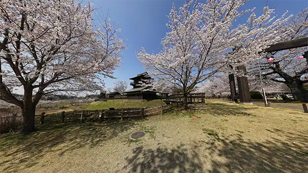 坂東市の逆井城跡公園の桜・桜祭りの様子