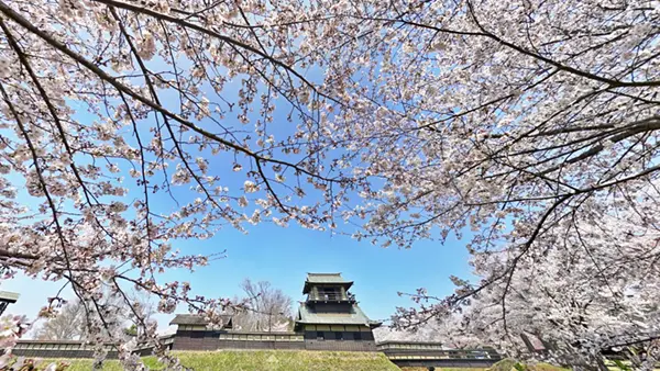 坂東市の逆井城跡公園の桜・桜祭りの様子