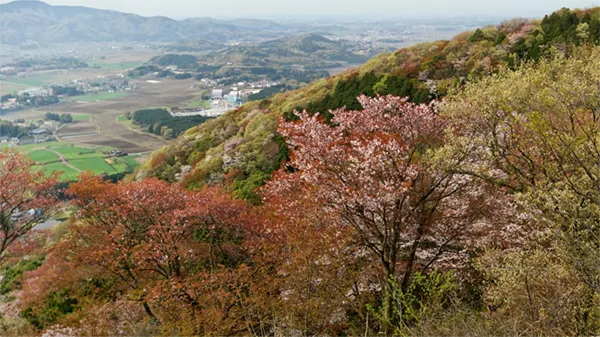 桜川市の高峰の山桜の景観