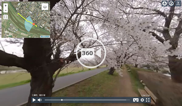 土浦市おすすめ花見スポットの桜川の桜並木の観光VR動画