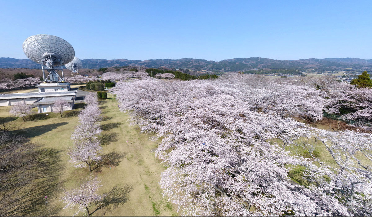 茨城県高萩市のさくら宇宙公園の桜・桜まつり