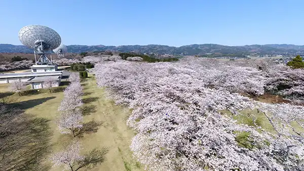 高萩市のさくら宇宙公園の桜・桜まつりの景観