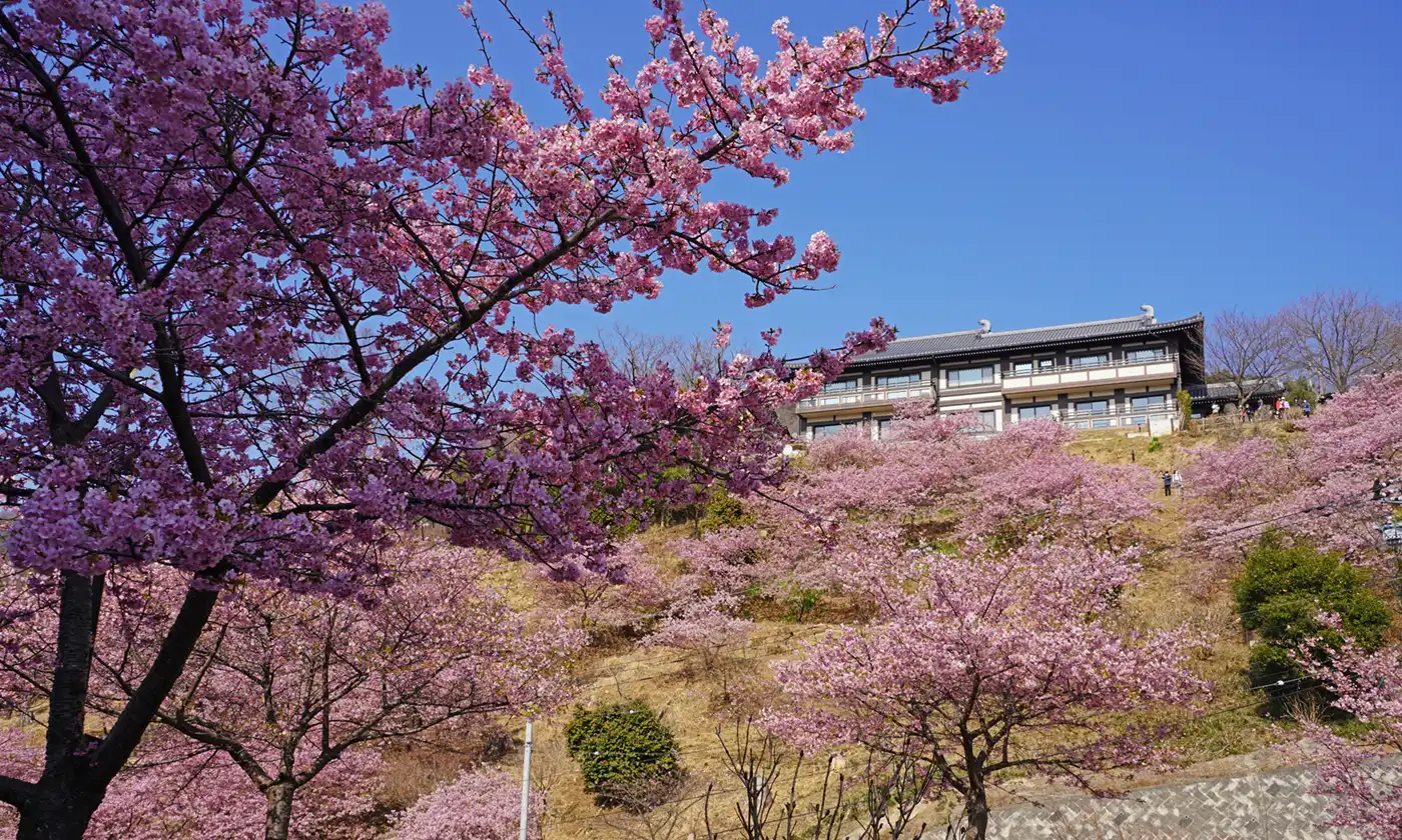 茨城県桜川市の雨引観音の山門・参道の西側斜面の河津桜の景観