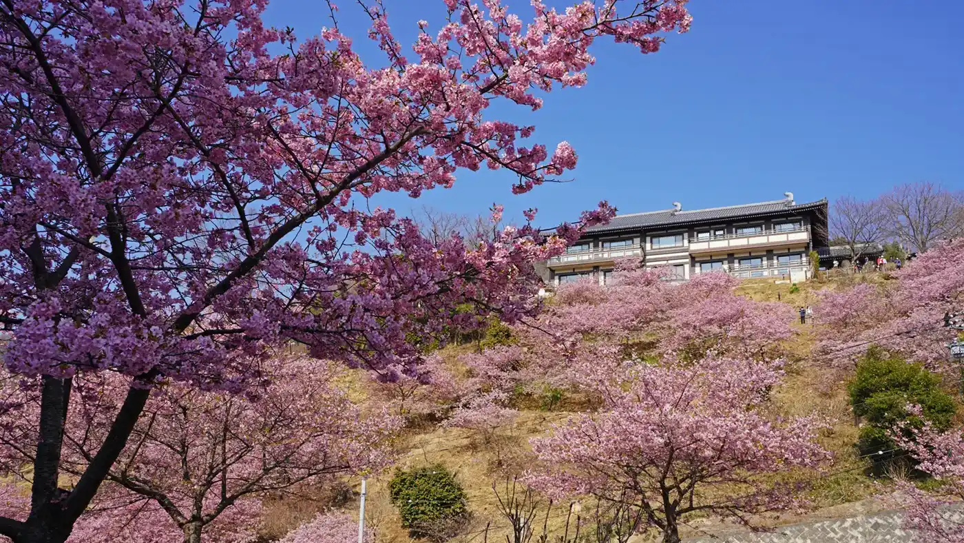 茨城県桜川市の雨引観音の山門・参道の西側斜面の河津桜の景観