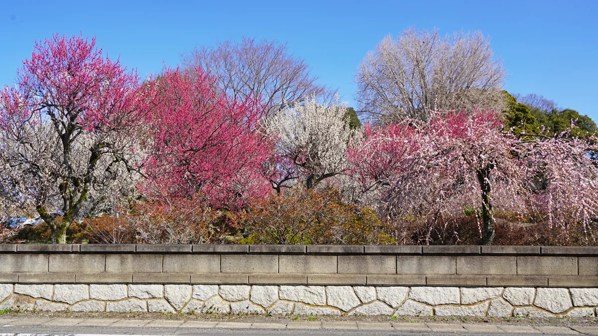 茨城県桜川市の真像寺の梅林・しだれ梅の開花状況、3月17日付満開 