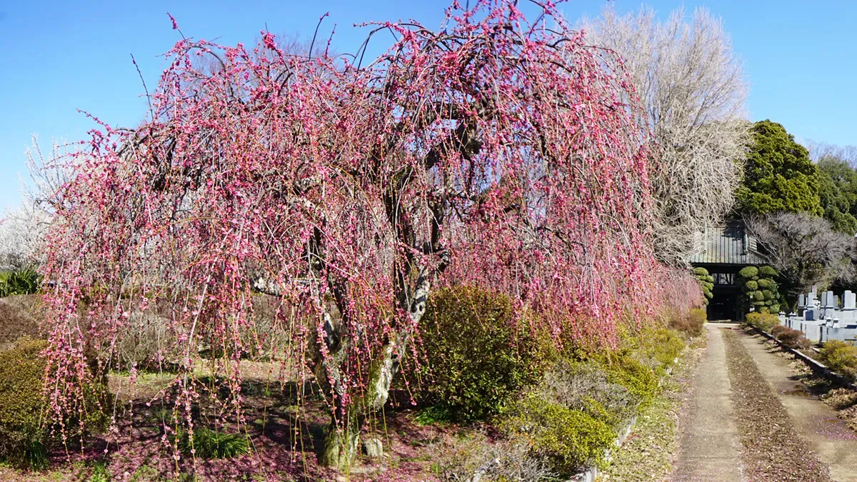 茨城県桜川市の真像寺の梅林・しだれ梅の開花状況、3月17日付満開