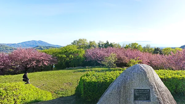 茨城県桜川市の八重桜名所：富谷山ふれあい公園