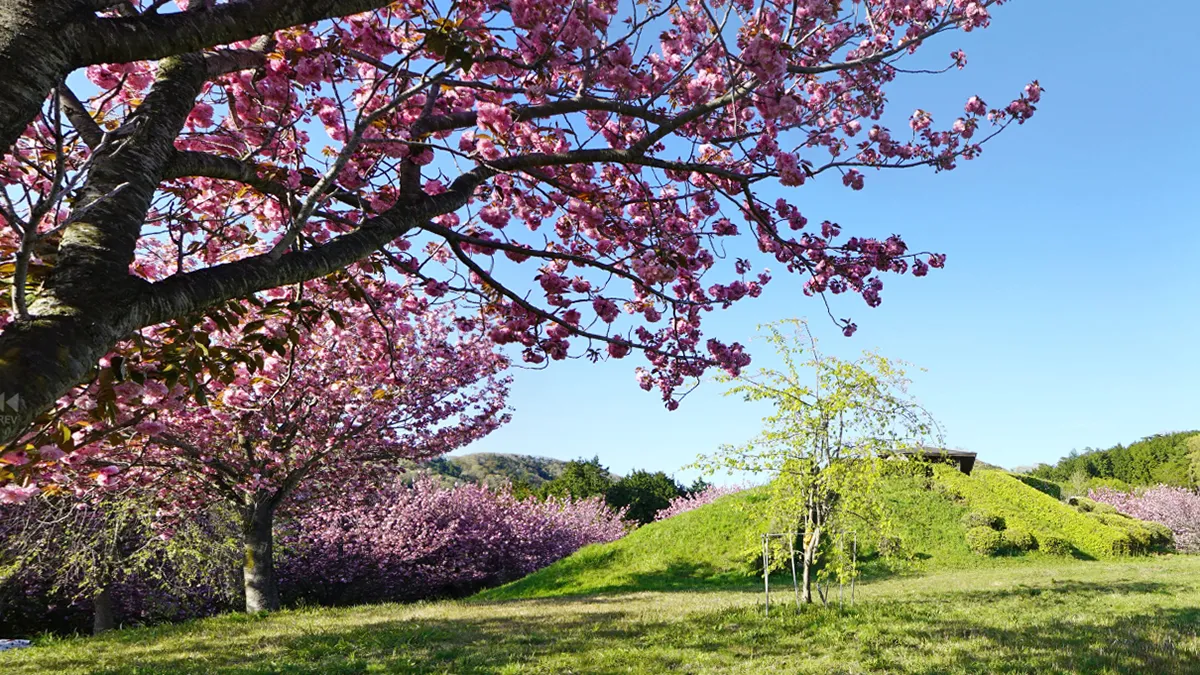 桜川市の富谷山ふれあい公園展望台付近の八重桜景観