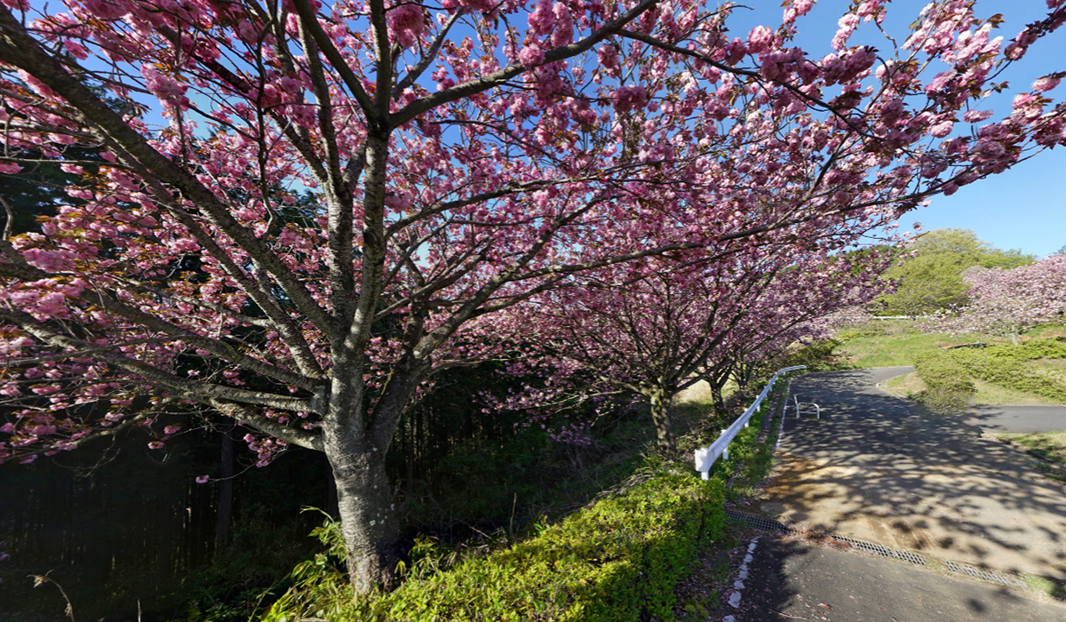 茨城県桜川市の桜の名所・花見おすすめスポット