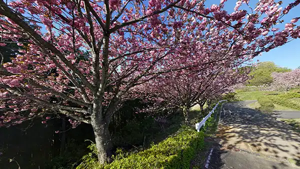 茨城県桜川市の桜の名所・花見おすすめスポット