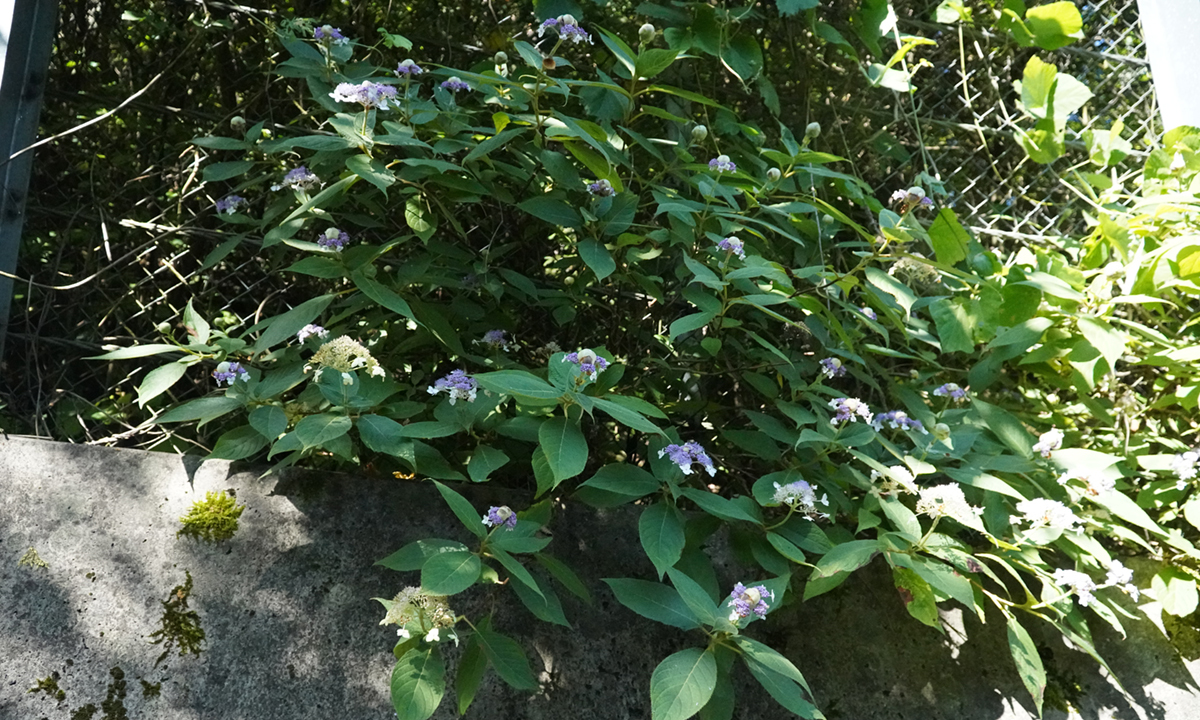 茨城県桜川市・石岡市の上曽峠付近のタマアジサイ群生地