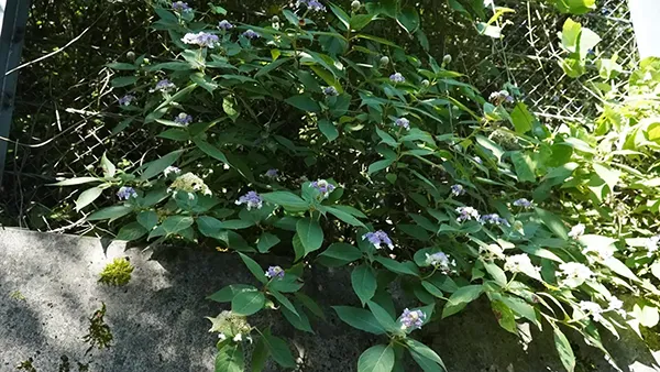 茨城県桜川市・石岡市の上曽峠付近のタマアジサイ群生地