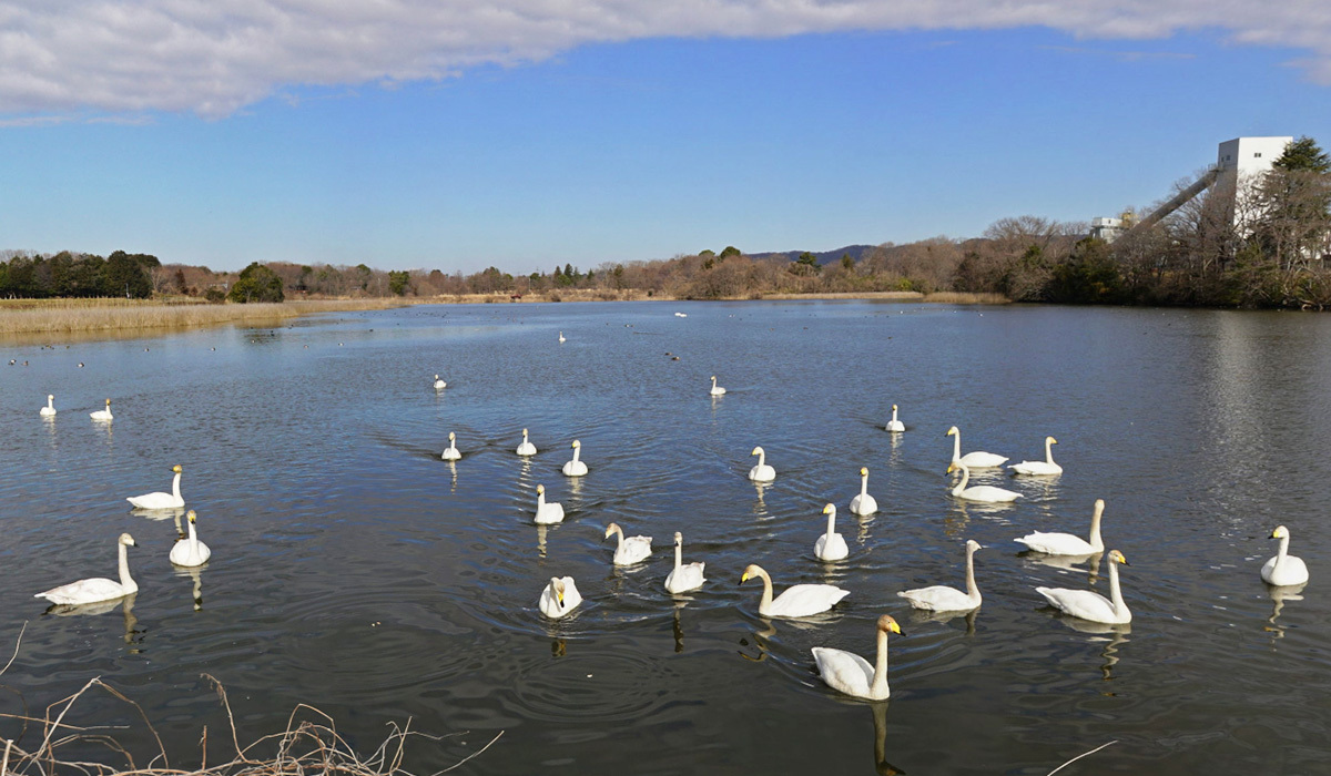 茨城県桜川市の白鳥飛来地の大池の白鳥の写真