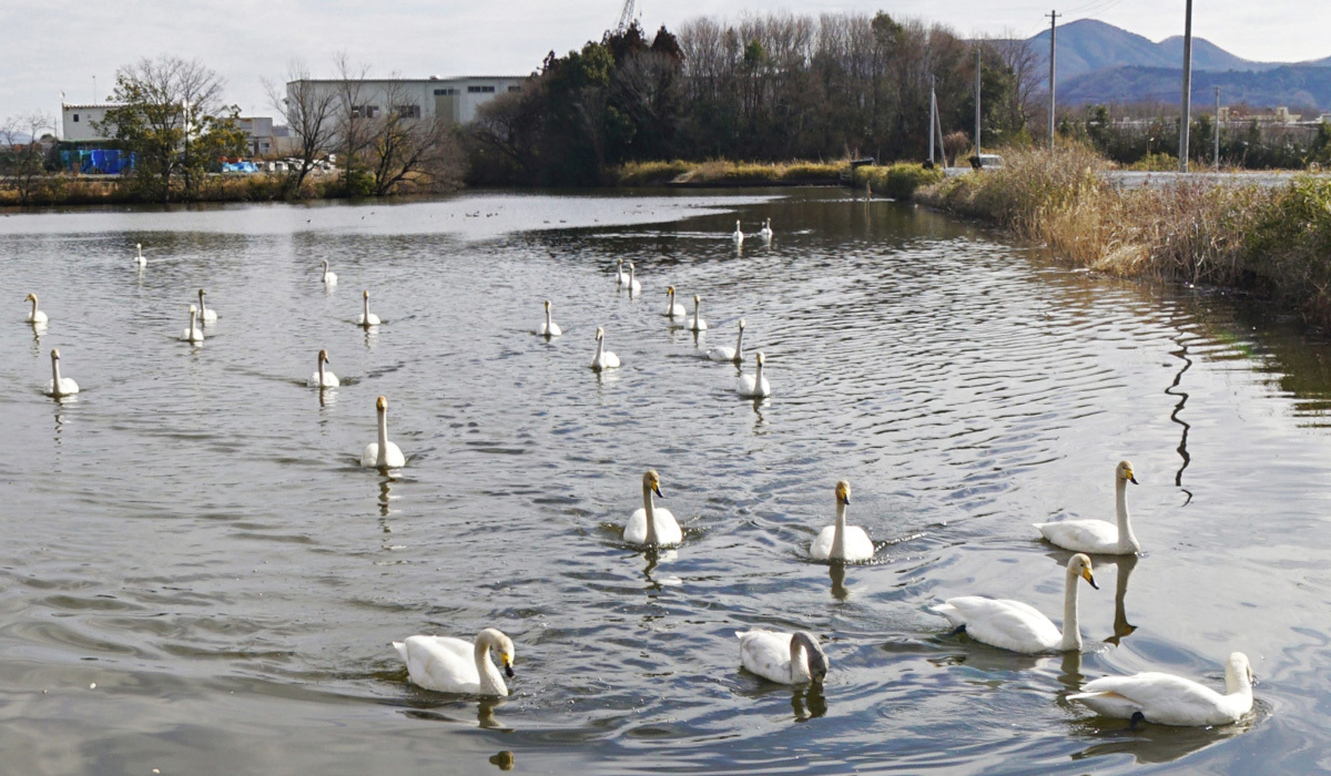 茨城県桜川市の白鳥飛来地大池の南側端の白鳥