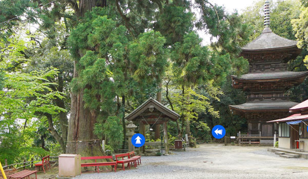 茨城県桜川市の巨木おすすめスポットの小山寺の大杉