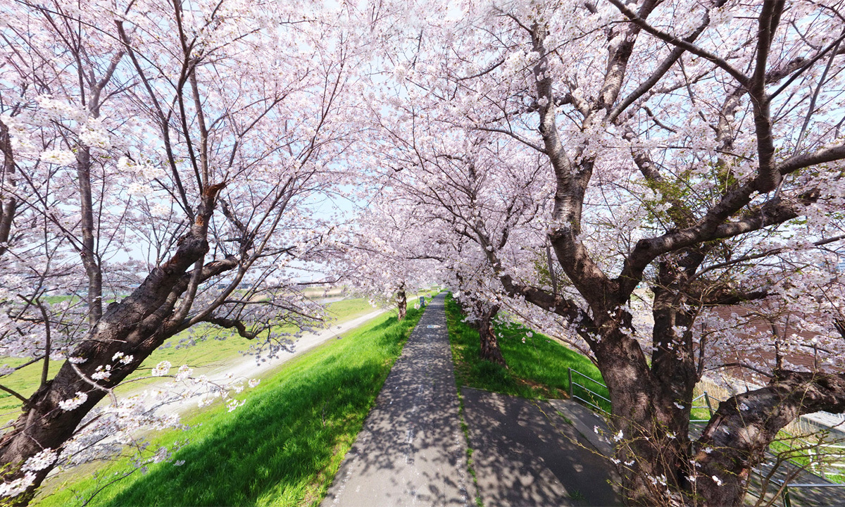 桜川の土浦橋の右岸上流付近の桜並木