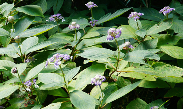 上曽峠付近のタマアジサイ開花の様子