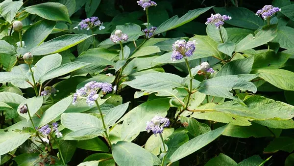 上曽峠付近のタマアジサイ開花の様子