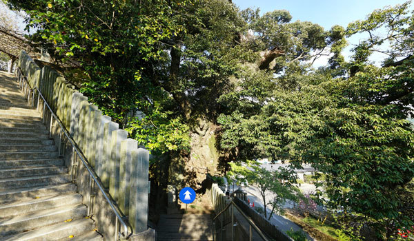 茨城県桜川市の名木おすすめスポットの雨引観音の宿椎