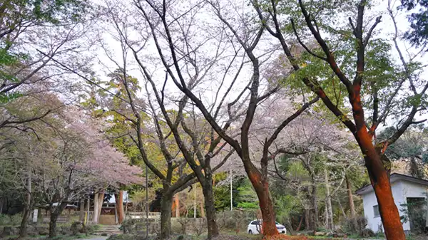 桜川市の雨引千勝神社の桜