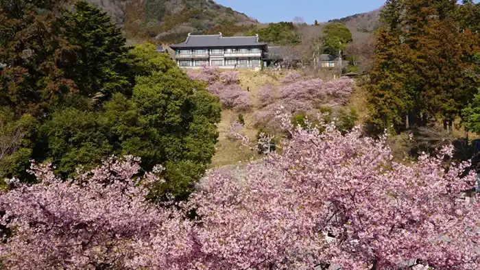 雨引観音の河津桜の開花の景観