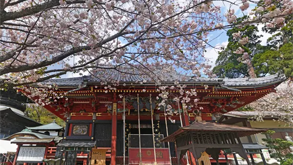 桜川市の桜の名所の雨引観音の桜