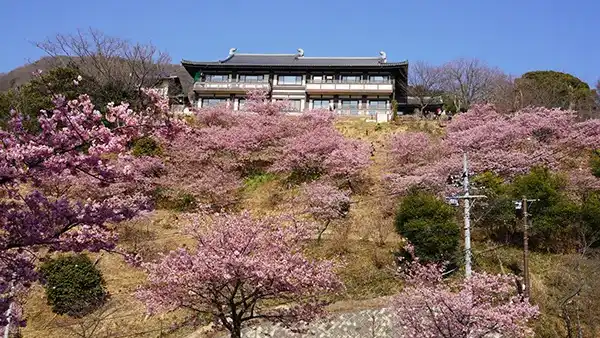 雨引観音の山門・参道の西側斜面の河津桜の様子