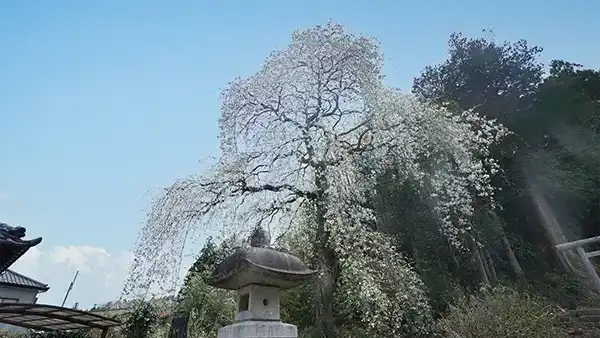 茨城県桜川市の青柳の糸桜の開花写真