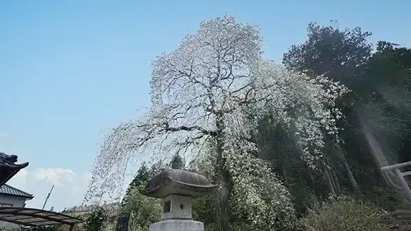 桜川市の青柳の糸桜