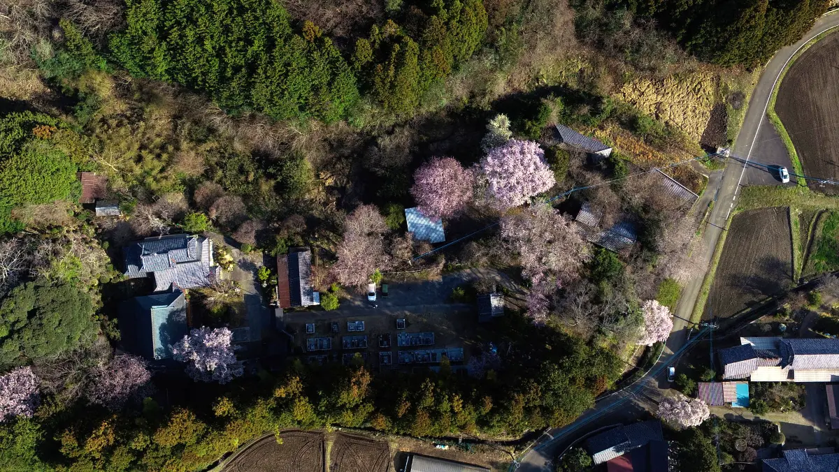 桜川市の空撮写真による洞源寺の桜の様子