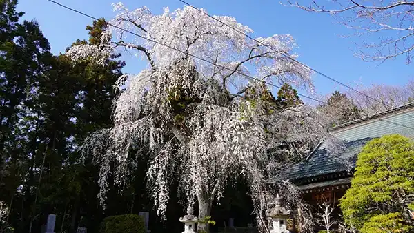 茨城県桜川市の洞源寺のしだれ桜の開花写真