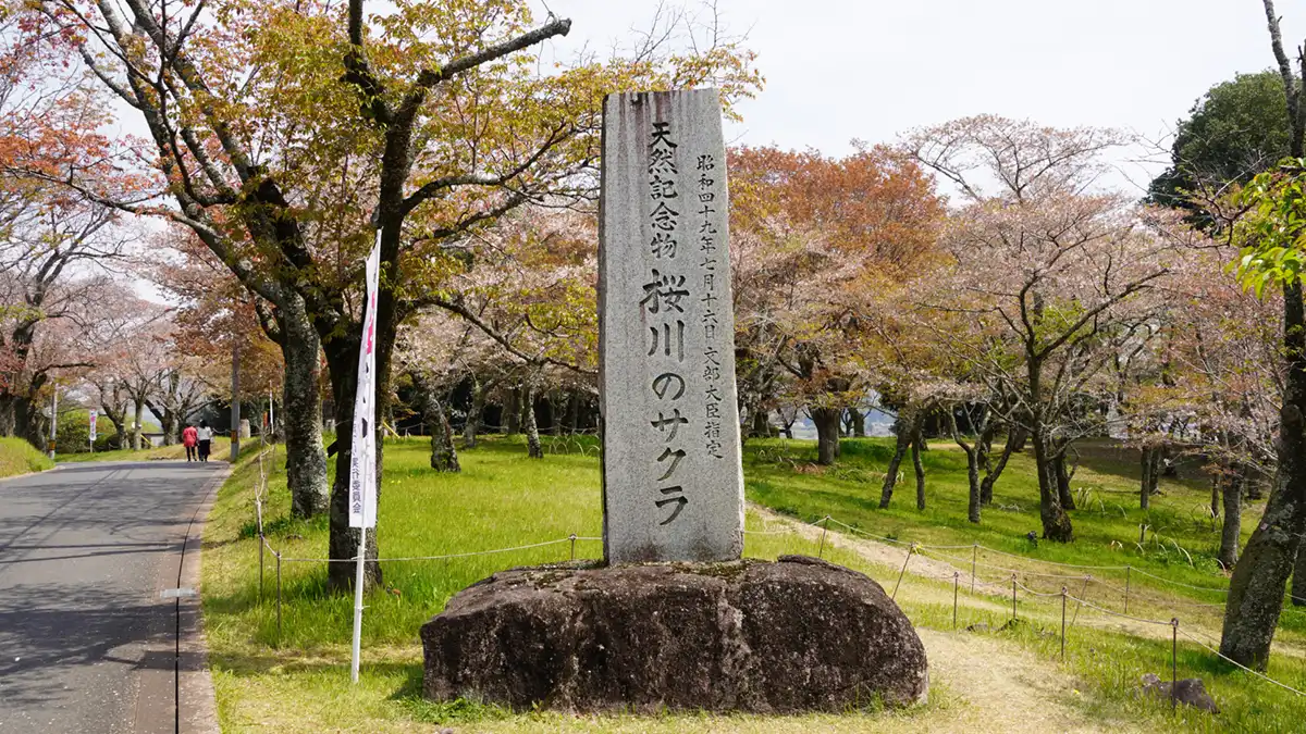 桜川の桜・国の「天然記念物」指定の碑