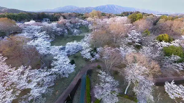 桜川市の国指定天然記念物磯部桜川公園の山桜開花写真