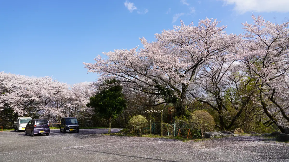 桜川市の岩瀬城総合娯楽センターの上駐車場の桜