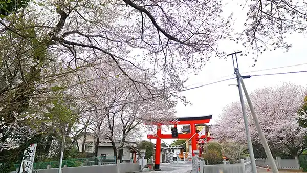桜川市の加波山神社真壁拝殿の桜VRツアー