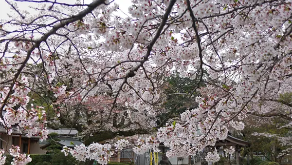 桜川市の加波山神社本宮の桜