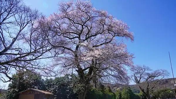 茨城県桜川市の門毛多目的集会場の彼岸桜の開花写真