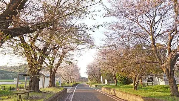 桜川市の筑波鉄道雨引駅跡の桜