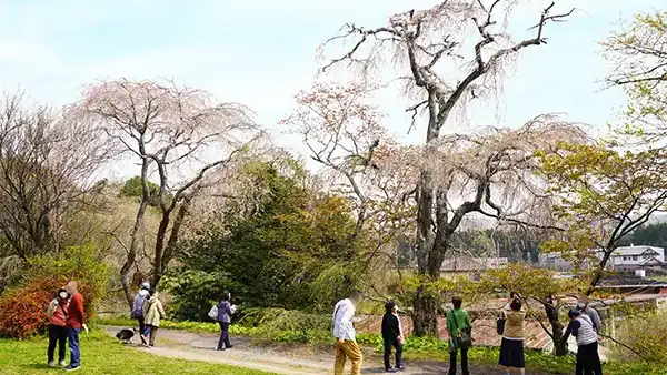 茨城県桜川市の櫻川磯部稲村神社の糸桜広場の開花写真
