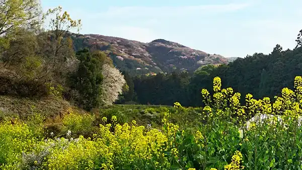 桜川市の高峯の山桜展望と菜の花