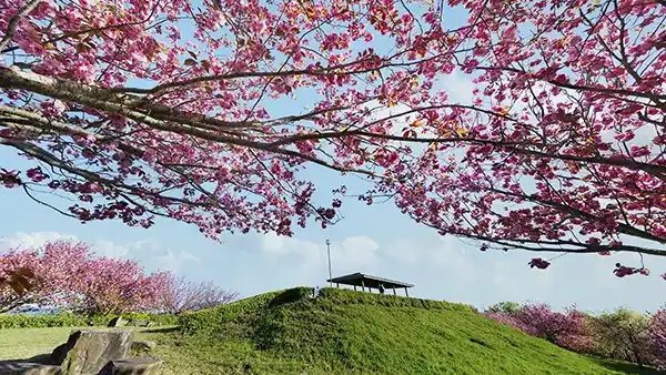 桜川市の桜の名所・富谷山ふれあい公園のぼたん桜