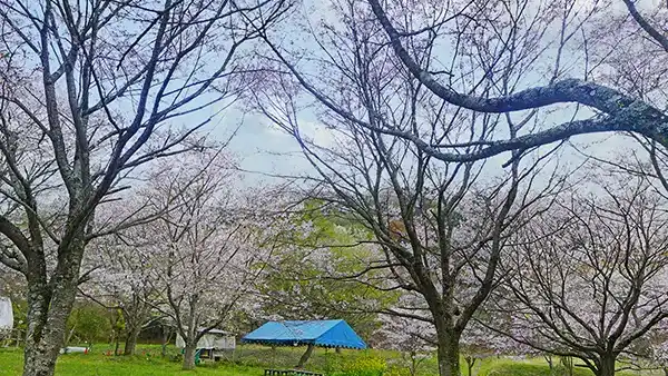 桜川市の薬王寺の桜