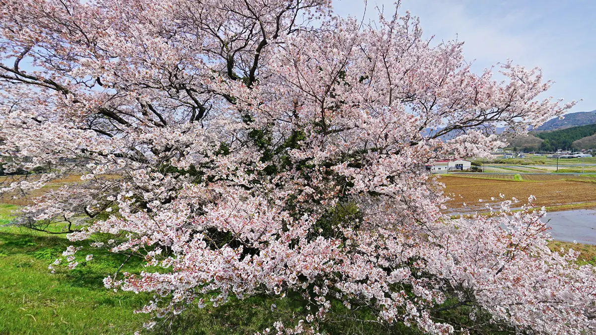 桜川市の柳沢貯水池の二本桜