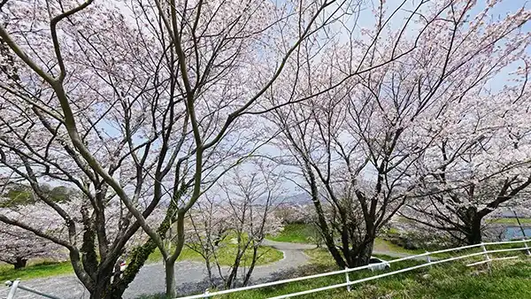 桜川市の柳沢貯水池の桜並木と二本桜