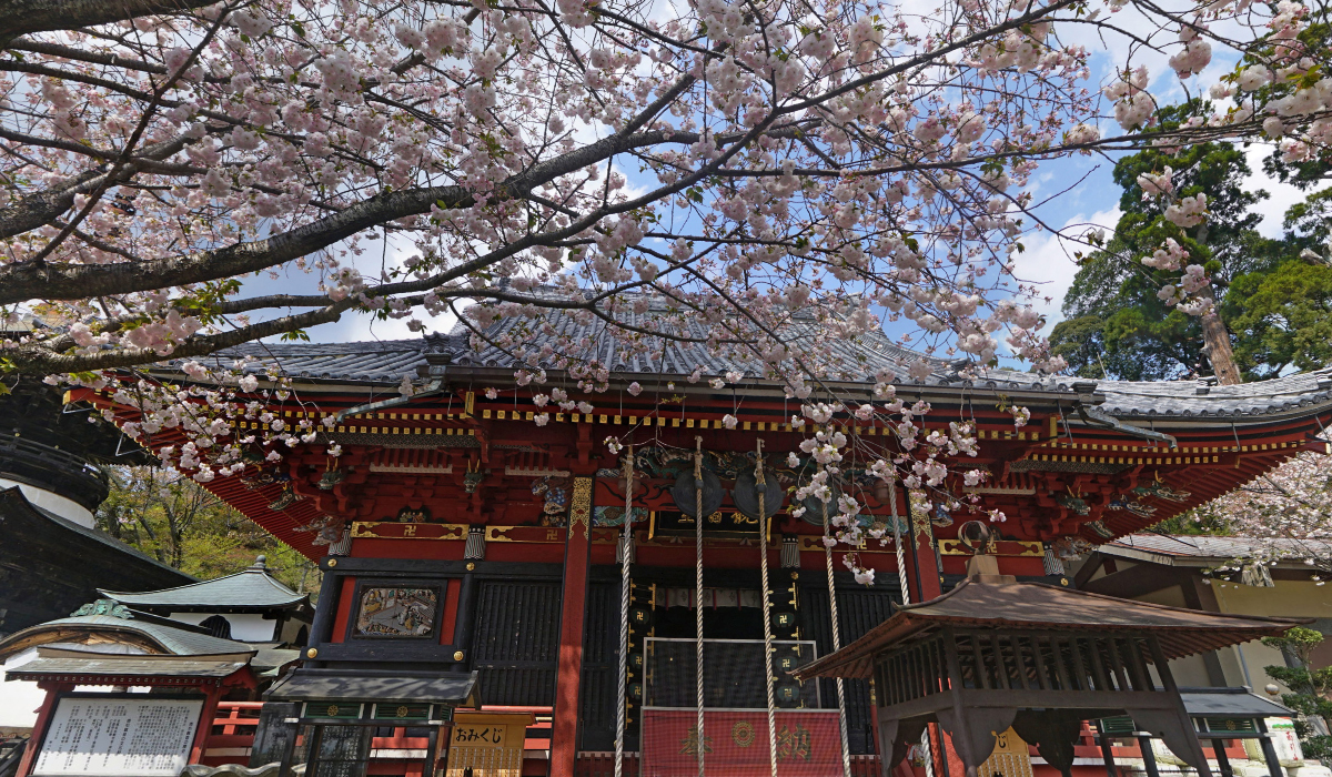 茨城県で桜とあじさいで通名な天引観音